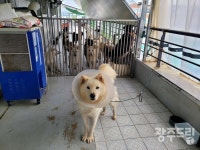 광주광역유기동물센터도 구세주 못된다