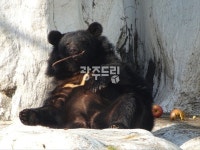우리의 태권브이 반달가슴곰