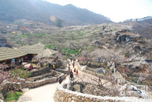 섬진강 따라 핀 매화향에 취하다