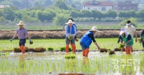 순천시 별량면, 유색벼 이용 논아트 모내기 성료