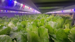 광주 북구, 도심 속 스마트팜 개장