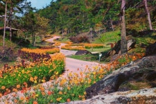 가을 낭만, 갈대·꽃축제 남도 정원·유적지에서