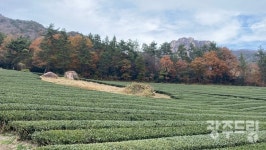 영암·강진·해남 3개의 다원, 3곳의 낙원