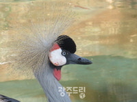 존귀한 왕가의 후예, 관학