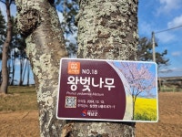 해남 대흥사 길 벚나무 18주 옮겨심어