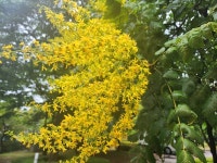 아담한 황금 우산같이 포근한 쉼터 돼