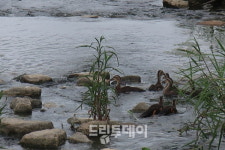 늘 우리 곁에 흰뺨검둥오리