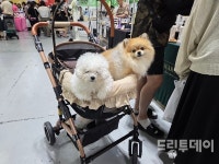 산책보다 재미있는 피크닉! 광주 펫크닉