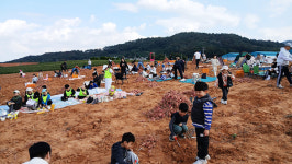 등 기대고 자라는 고구마처럼, 영암 황토밭 고구마 축제 열려
