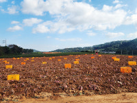 등 기대고 자라는 고구마처럼, 영암 황토밭 고구마 축제 열려