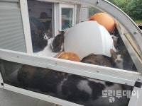 광주동물보호소 리모델링 고양이 스트레스 비상