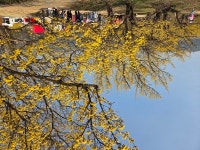 구례 산수유꽃축제 14일 개막