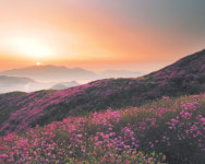 여수 영취산 진달래축제 28일 개막