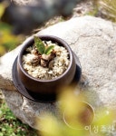 [오늘의 요리 680] 홍합녹차밥