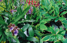 홈 가드닝을 위한 화훼 스폿 8 ②