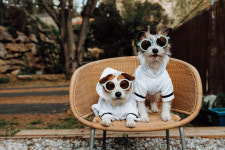 반려동물과 함께여서 더 즐거운 가을 ①전국 반려동물 놀이터