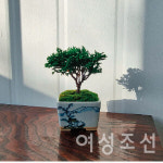 분재의 매력에 관하여 ②