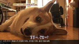 강원래-김송 오열, 반려견 똘똘이의 마지막 장면