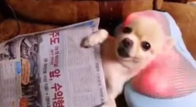 개 팔자가 상팔자, SNS 화제 시원하개 안마하개 영상