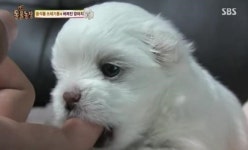 쓰레기통에 버려진 강아지 시월이 근황 영상