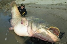 이탈리아에서 잡힌 127Kg 거대 메기 영상