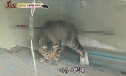 화살 맞고 기적적으로 살아난 고양이 이야기