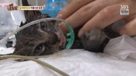 철조망 고양이 임시보호 결정한 써니 영상
