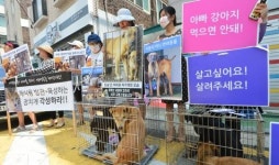 말복 맞아 개고기 식용 반대 시위하는 동물복지단체 사진 6장