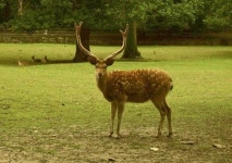 우릴 잊지 마세요  한국 멸종 위기 동물 11종