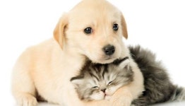 반려동물 보호자 10명 중 3명 접종비 너무 비싸 포기