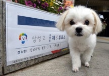 주인따라 투표소 온 반려견들 (사진)