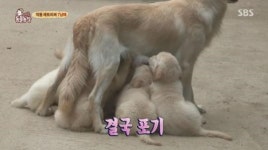 인절미 같아ㅠㅠ 비에 젖은 레트리버 7남매 (심쿵주의)