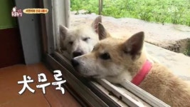 선유도 섬소녀 지키는 보디가드 댕댕이 4마리 (영상)