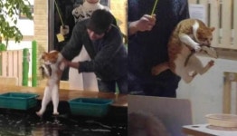 낚시카페서 손님 물고기 낚아채다 붙잡힌 고양이