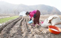 [포토]봄맞이하는 농부의 손길