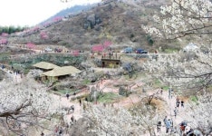 [포토]눈이 내린 듯 하얀 매화로 물든 광양 매화마을