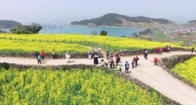 슬로시티 완도 청산도에서 봄의 시작을 느껴보세요