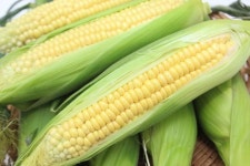 생으로 먹는‘해남 초당옥수수’소득작목으로 육성