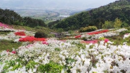 구례 지리산정원 알록달록 철쭉으로 화려한 변신