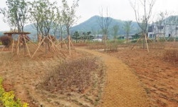 함평군 신풍마을에 도시 숲 조성