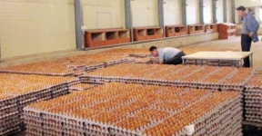 “꼬기오 친환경 유정란 3천판이요”