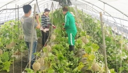 대한민국 NO.1 곡성멜론 올해 첫 출하