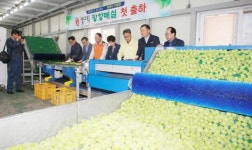 ‘빛그린 광양매실’ 다압농협에서 첫 출하