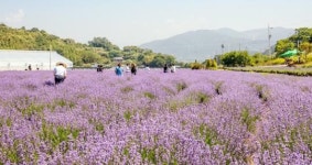 광양시 사라실 라벤더 단지 보랏빛 향기로 물들어