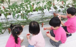 광양시 토마토 체험농장 ‘산토토마토’ 시민 큰 호응