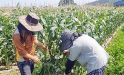 장흥군 조기재배 찰옥수수 농가소득 효자 노릇 ‘톡톡’
