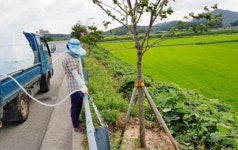 영암군 폭염대응 수목관리 특별 대책반 운영