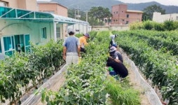 진도군 조도면 고추 수확 등 농촌일손돕기 실시