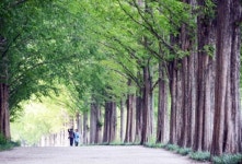 담양군 아침 햇살 가득 품은 담양메타세쿼이아랜드