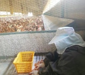 장흥군, 산란계 동물복지 모델 개발 생력화 추진